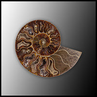 AMM297 Ammonite Polished Pair