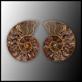 AMM297 Ammonite Polished Pair