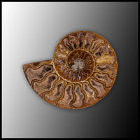 AMM298 Ammonite Polished Pair