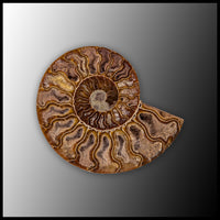 AMM298 Ammonite Polished Pair