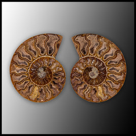 AMM298 Ammonite Polished Pair