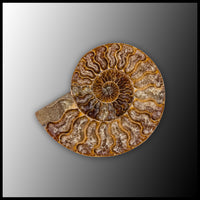 AMM299 Ammonite Polished Pair