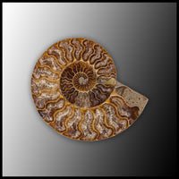 AMM299 Ammonite Polished Pair