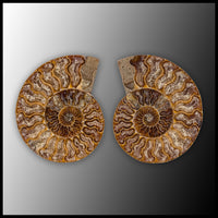 AMM299 Ammonite Polished Pair