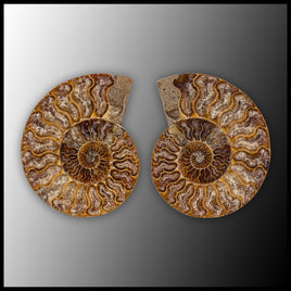 AMM299 Ammonite Polished Pair