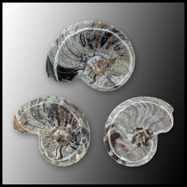 Ammonite Fossil - Polished (Morocco)