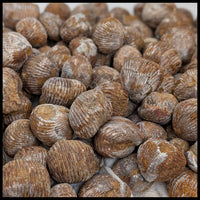 Bivalve Fossil - Natural (Madagascar)