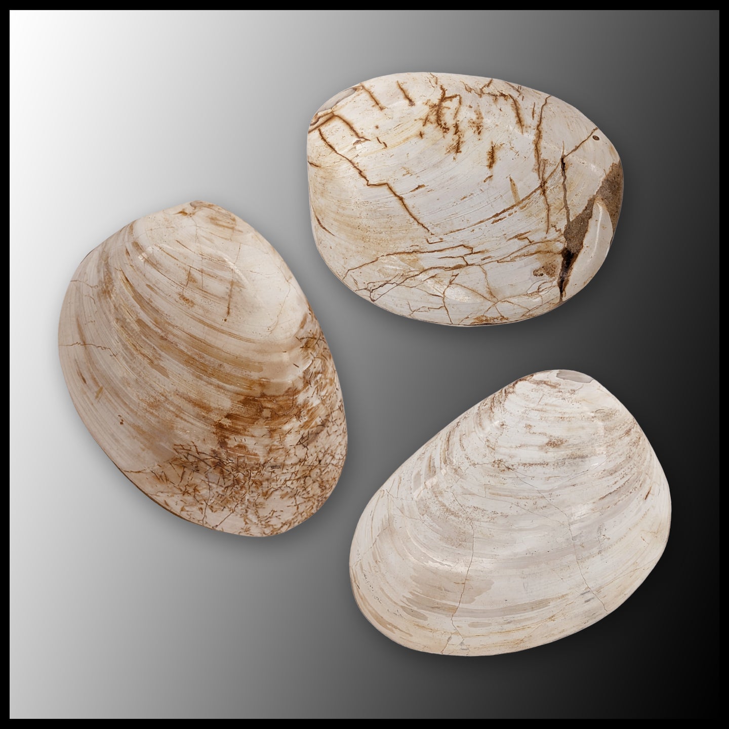Bivalve Fossil - Polished (Madagascar)| The Gem Shop, Inc.