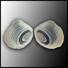 BOT361pr Botswana Agate Specimen Pair