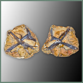 CMT161pr Cold Mountain Thunderegg Specimen Pair