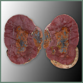CMT165pr Cold Mountain Thunderegg Specimen Pair