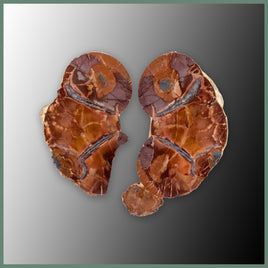 CMT173pr Cold Mountain Thunderegg Specimen Pair