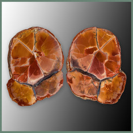 CMT174pr Cold Mountain Thunderegg Specimen Pair