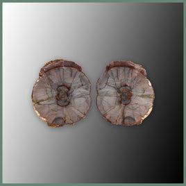 CMT182pr Cold Mountain Thunderegg Specimen Pair