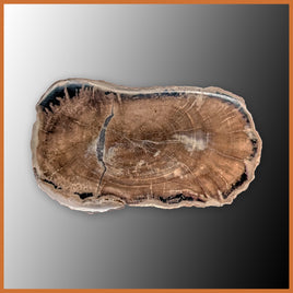EVP295 Eden Valley Petrified Wood Polished Limb Cast