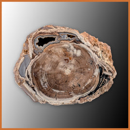 EVP296 Eden Valley Petrified Wood Polished Limb Cast