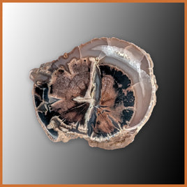 EVP297 Eden Valley Petrified Wood Polished Limb Cast