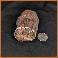 EVP298 Eden Valley Petrified Wood