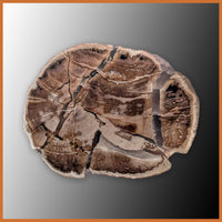 EVP298 Eden Valley Petrified Wood