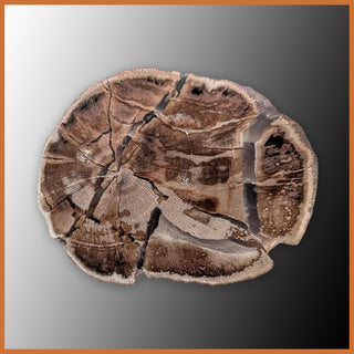 EVP298 Eden Valley Petrified Wood