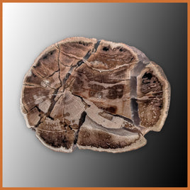 EVP298 Eden Valley Petrified Wood Polished Limb Cast