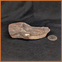 EVP298 Eden Valley Petrified Wood