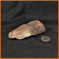 EVP298 Eden Valley Petrified Wood