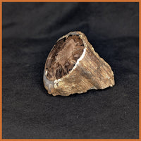 EVP299 Eden Valley Petrified Wood