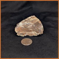 EVP299 Eden Valley Petrified Wood