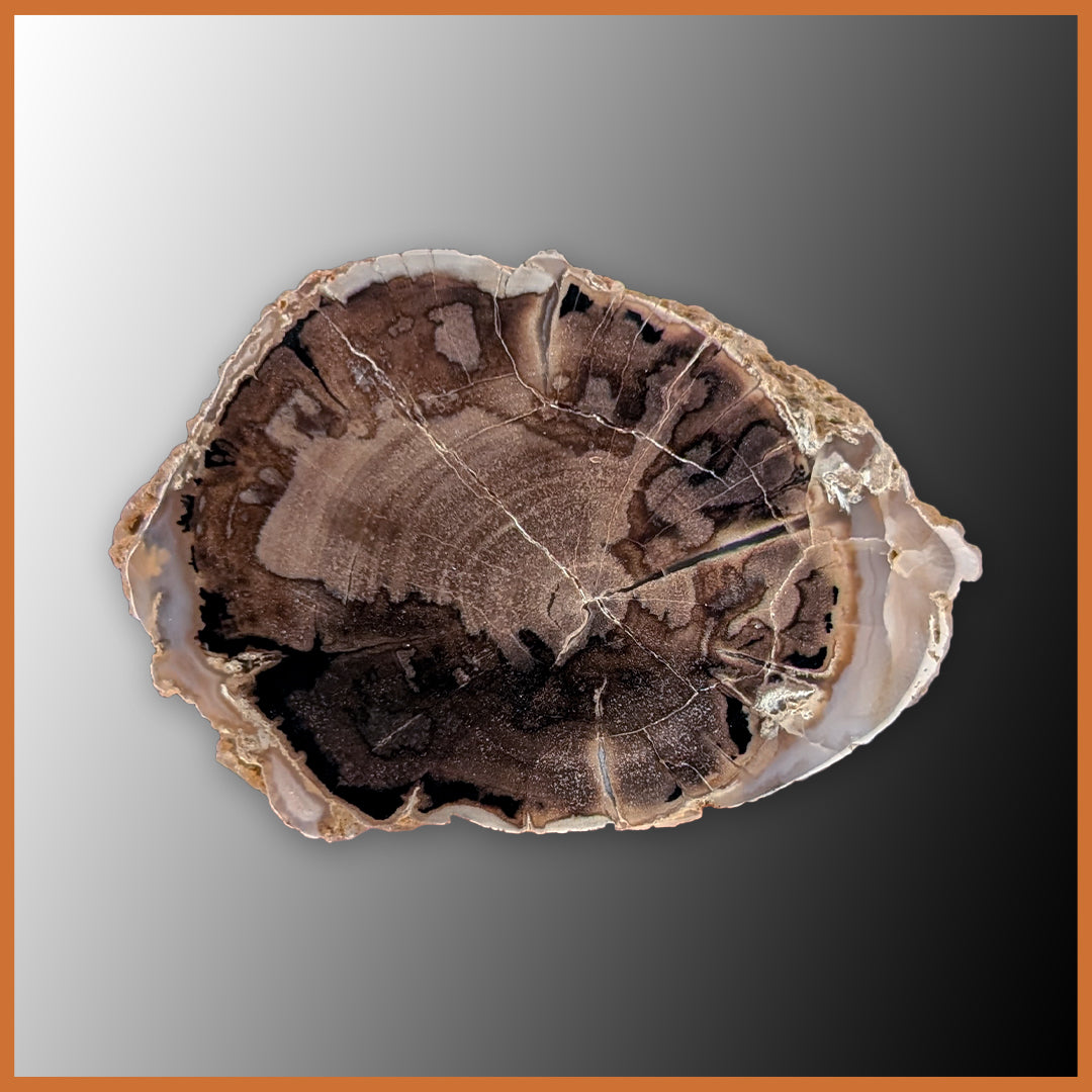 EVP299 Eden Valley Petrified Wood Polished Limb Cast| The Gem Shop