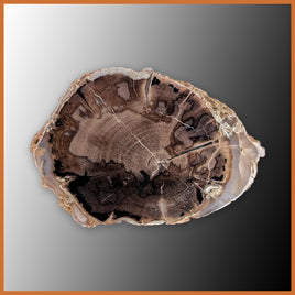 EVP299 Eden Valley Petrified Wood Polished Limb Cast