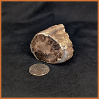 EVP299 Eden Valley Petrified Wood