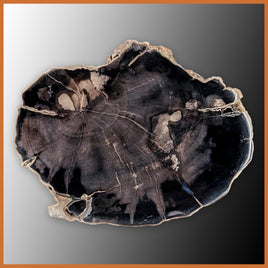 EVP300 Eden Valley Petrified Wood Polished Limb Cast