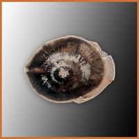 EVP302 Eden Valley Petrified Wood