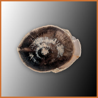 EVP302 Eden Valley Petrified Wood