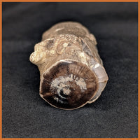 EVP302 Eden Valley Petrified Wood