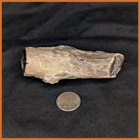 EVP302 Eden Valley Petrified Wood