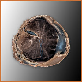 EVP303 Eden Valley Petrified Wood Polished Limb Cast