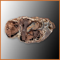 EVP304 Eden Valley Petrified Wood