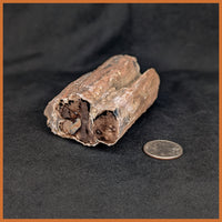 EVP304 Eden Valley Petrified Wood