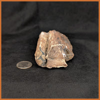 EVP304 Eden Valley Petrified Wood