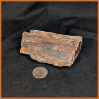 EVP304 Eden Valley Petrified Wood
