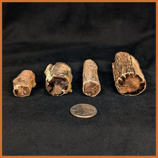 Eden Valley Petrified Wood Polished Mini Full Rounds