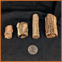 Eden Valley Petrified Wood Polished Mini Full Rounds