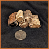 Eden Valley Petrified Wood Polished Mini Full Rounds
