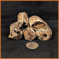 Eden Valley Petrified Wood Polished Mini Full Rounds