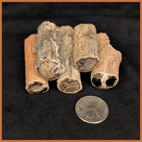 Eden Valley Petrified Wood Polished Mini Full Rounds