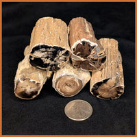 Eden Valley Petrified Wood Polished Mini Full Rounds