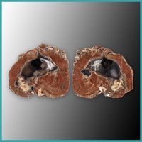 FSH101pr Fishhook Thunderegg Specimen Pair