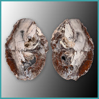 FSH106pr Fishhook Thunderegg Specimen Pair